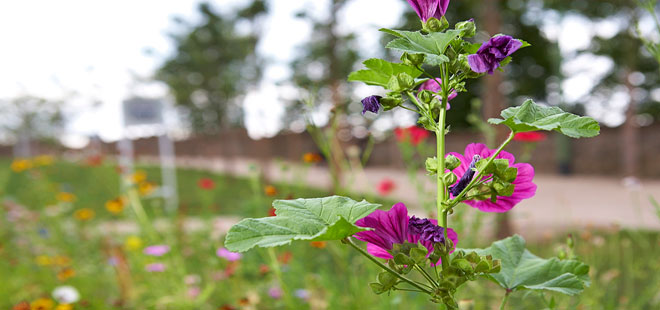 Das Bild zeigt den Burggarten, copyright Reiner Strack (IMG_7172)
