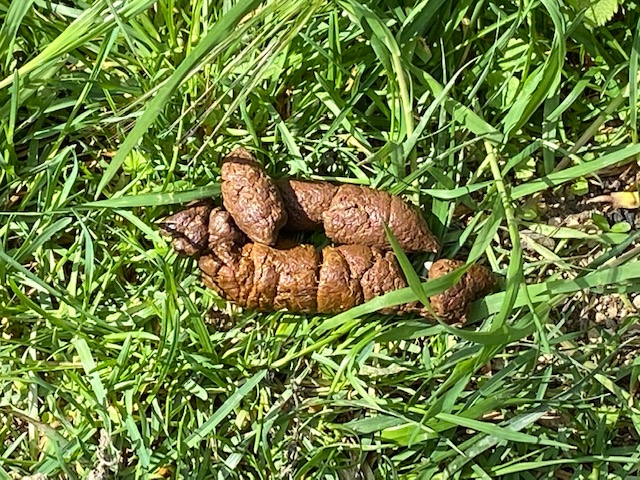 Hundekot Gr&uuml;nstreifen